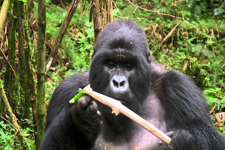 GORILLAS KIGALI-BWINDI 